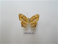 藏品(散紋盛蛺蝶)的圖片